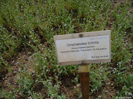 Omphalodes linifolia / Venus-Nabelnüsschen (05.05.2014 - Botanischer Garten Berlin)