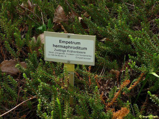 Empetrum hermaphroditum / Zwittrige Krähenbeere (Botanischer Garten Berlin)    IV-V