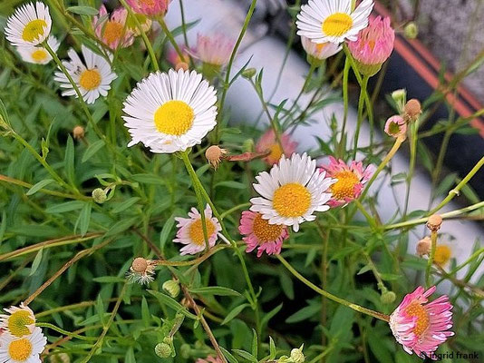 Erigeron karvinskianus - Karvinskis Berufkraut VI-XII