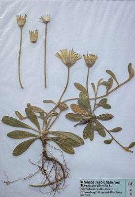 Pilosella officinarum / Gewöhnliches Mausohrhabichtskraut  (10/2008; Sulz, Schwarzwaldvorberge)