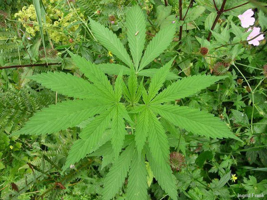 06.07.2012-Cannabis sativa - Hanf