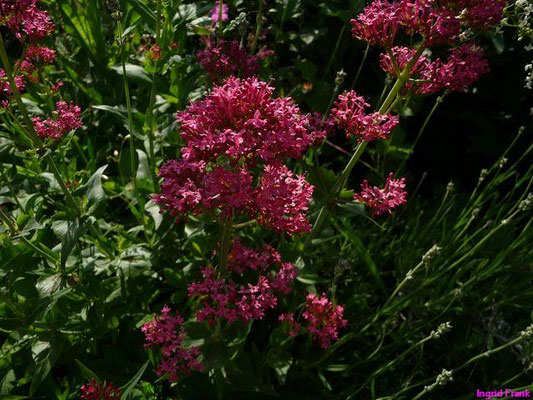 Centranthus ruber / Rote Spornblume  (11.06.2010; hier als Zierpflanze im eigenen Garten)