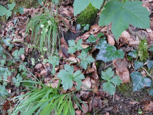 Sanicula europaea / Wald-Sanikel  (05.06.2028; an der Argen bei Schloss Achberg)