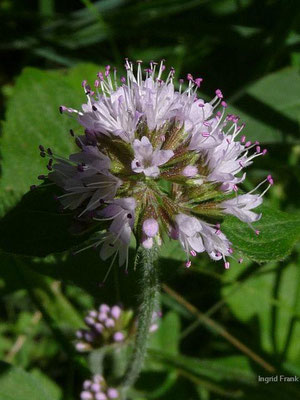 Mentha aquatica / Wasser-MInze