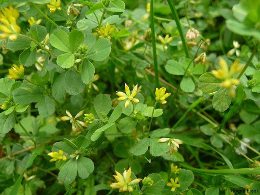 Trifolium dubium / Kleiner Klee; Neophyt in Amerika, Südafrika und Australien
