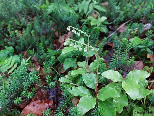 Orthilia secunda / Birngrün   (27.06.2024; Steiermark, Ramsau)