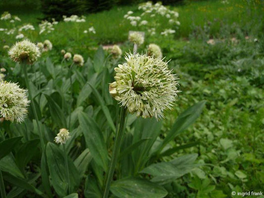 Allium victorialis / Allermannsharnisch (30.04.2014; Botanischer Garten Berlin) 