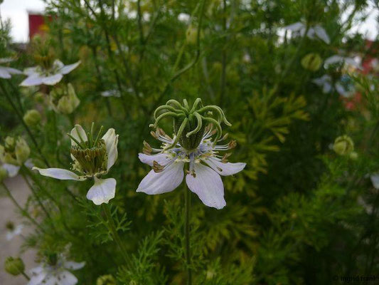 Nigella sativa - Echter Schwarzkümmel