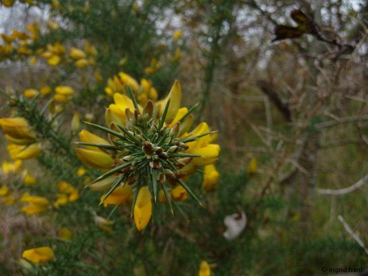 Ulex spec. (10-20 Arten)