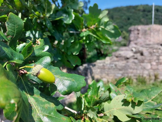 Quercus robur / Stiel-Eiche   (17.08.2023; Ruine Schauenburg bei Dossenheim)
