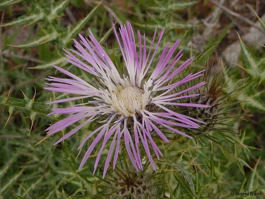 Galactites tomentosus - Milchfleckdistel (Insel Elba)