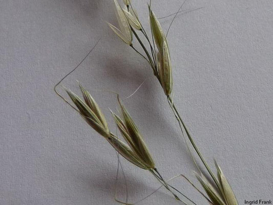 Arrhenatherum elatius / Glatthafer, Französisches Raygras