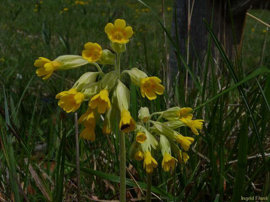 Primula veris / Echte Primel, Wiesen-Primel