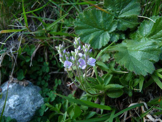 Veronica officinalis / Echter Ehrenpreis, Wald-Ehrenpreis