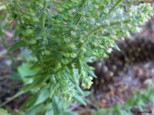 Lepidium campestre - Feld-Kresse