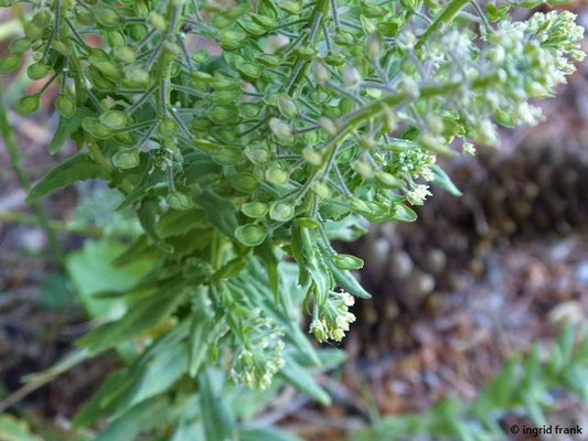 Lepidium campestre - Feld-Kresse