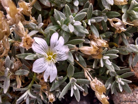 Cerastium tomentosum / Filziges Hornkraut