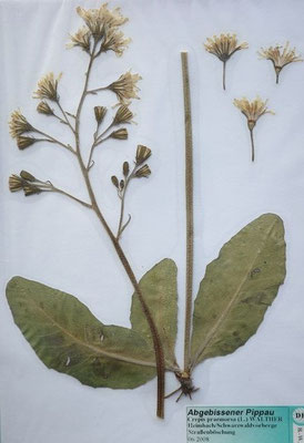 Crepis praemorsa / Abbiss-Pippau    (Herbarium Dr. Wolf von Thun)    V-VI