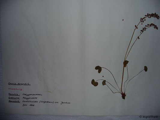 Oxyria spec. (2 Arten)