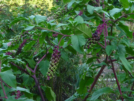 Phytolacca americana / Amerikanische Kermesbeere