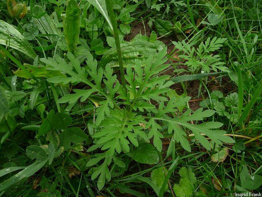 Ambrosia artemisiifolia /Beifußblättrige Ambrosie