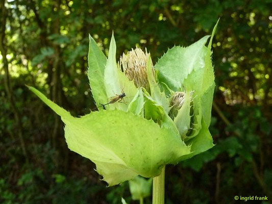 Cirsium oleraceum / Kohl-Kratzdistel    VI-IX