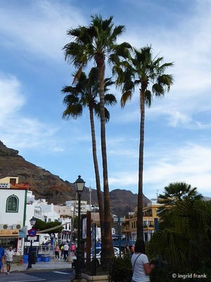 Washingtonia robusta / Mexikanische Washingtonpalme