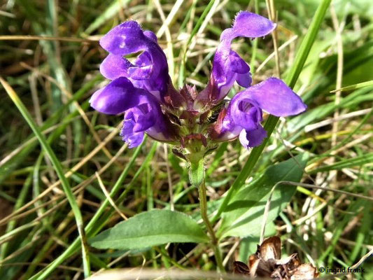 Prunella grandiflora / Großblütige Braunelle    (07.10.2019; NSG Hochwiesen-Pfullinger Berg)