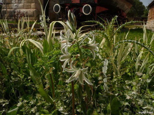 Ornithogalum boucheanum / Bouché-Milchstern    IV-V