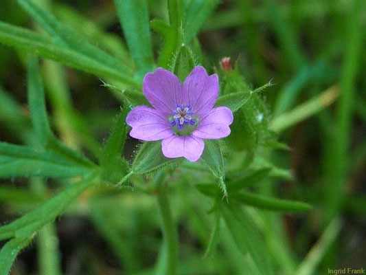Geranium dissectum / Schlitzblättriger Storchschnabel