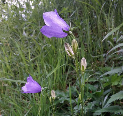 Campanula persicifolia / Pfirsichblättrige Glockenblume  (05.06.2025; Ruine Reußenstein)