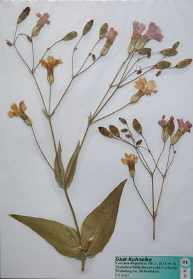Vaccaria hispanica / Saat-Kuhnelke    (Herbarium Dr. wolf von Thun)