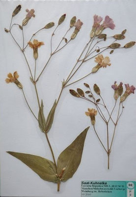 Vaccaria hispanica / Saat-Kuhnelke    (Herbarium Dr. wolf von Thun)