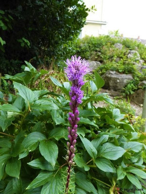 Liatris spicata / Ährige Prachtscharte (24.07.2020 - Botanischer Alpengarten Sündermann in Lindau)