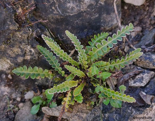 Asplenium ceterach / Milzfarn  (Universität Tübingen, Botanischer Garten)