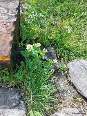 Cardamine amara / Bitteres Schaaumkraut  (29.06.2024; Steiermark, Schladming, Planai)