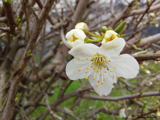 19.02.2024, Hecke in der Oberrheinebene bei Leimen: Prunus cerasifera / Kirsch-Pflaume