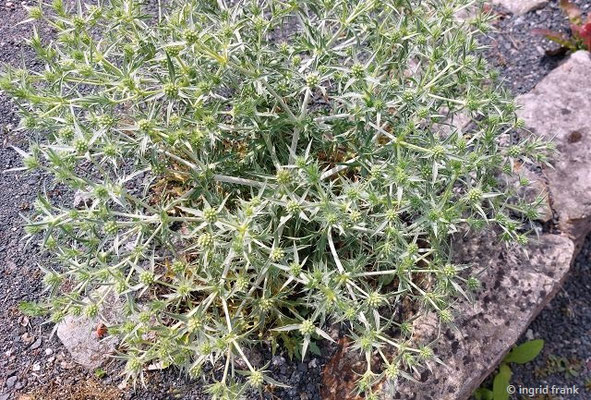 Eryngium campestre / Feld-Mannstreu