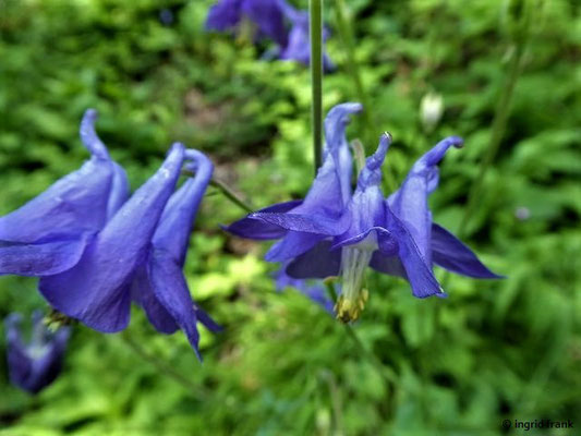 Aquilegia vulgaris / Gewöhnliche Akelei    (18.06.2019; LImpach)