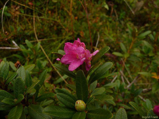 Rhododendron ferrugineum / Rostblättrige Alpenrose    (01.09.2011; Kärnten, Innerfragant)