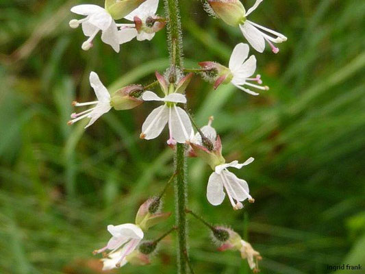 Circaea lutetiana / Großes Hexenkraut