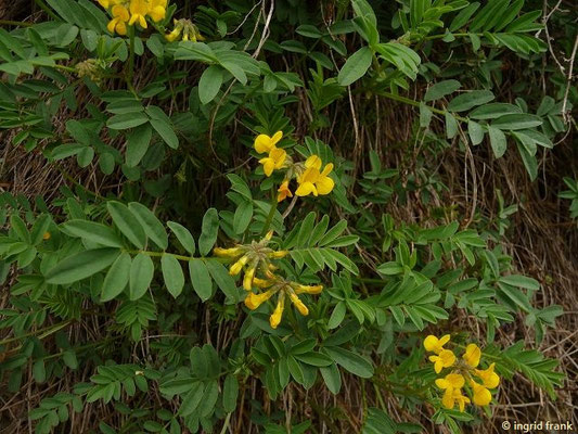 Hippocrepis comosa / Schopfiger Hufeisenklee