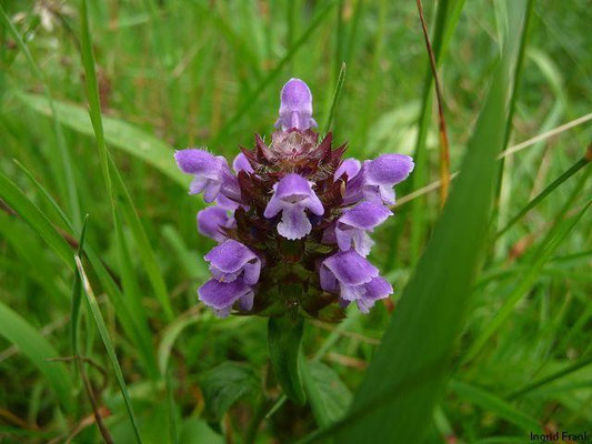 03.07.2011-Prunella vulgaris - Gewöhnliche Braunelle