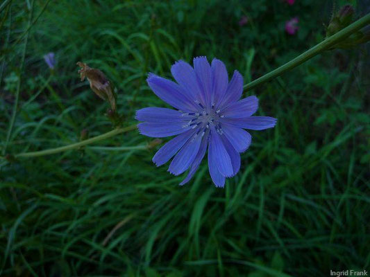 Cichorium intybus - Gewöhnliche Wegwarte