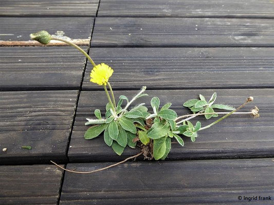 Pilosella officinarum / Kleines Mausohrhabichtskraut, Gewöhnliches Mausohrhabichtskraut    V-X