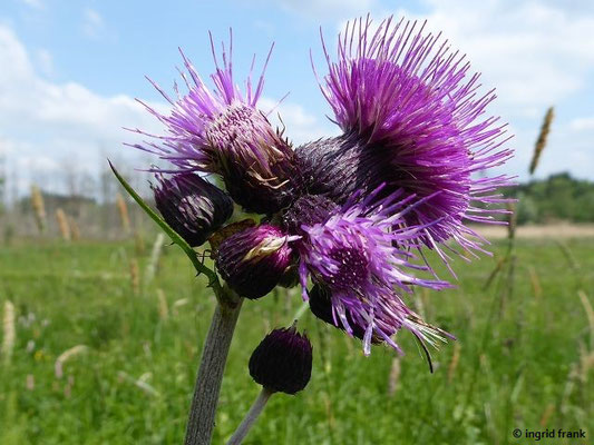 Cirsium rivulare - Bach-Kratzdistel