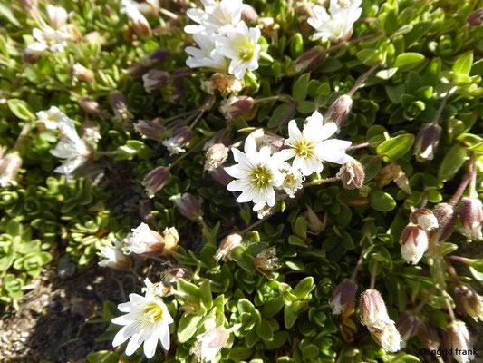 Cerastium uniflorum - Einblütiges Hornkraut    VII-VIII