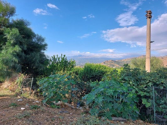 Rizinus communis / Rizinus, Wunderbaum  (28.09.2025; Tankstelle bei Giardini Naxos, in der Bildmitte der Ätna)