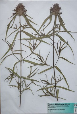 Melampyrum cristatum / Kamm-Wachtelweizen   V-IX     (Herbarium Dr. Wolf von Thun)