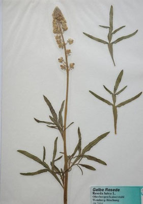 Reseda lutea / Gelbe Resede   (08/2004; Oberbergen/Kaiserstuhl)    (Herbarium Dr. Wolf v. Thun)
